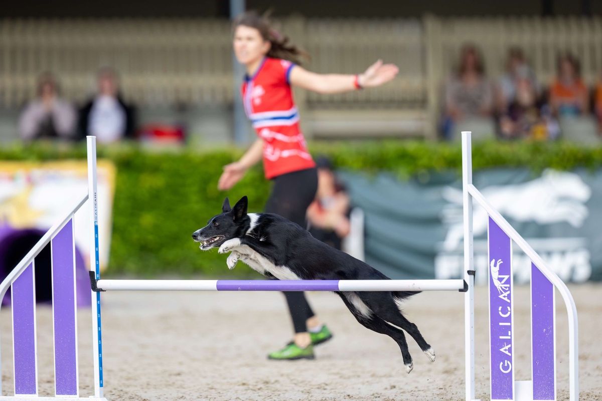 Agility kurs med Vilde Monteiro