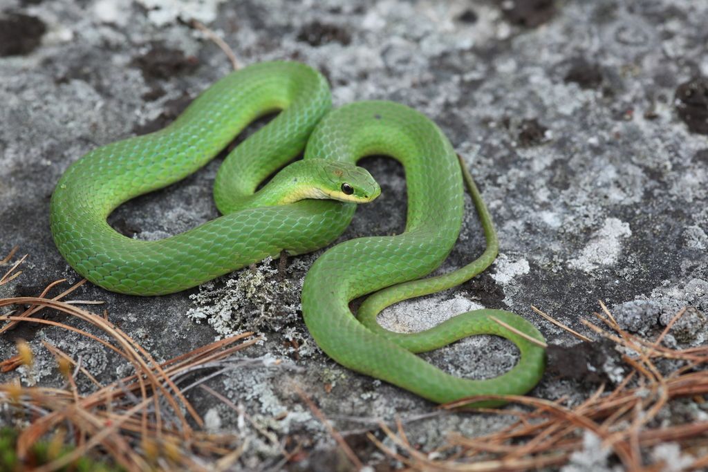 Mid Atlantic Reptile Expo - CARLISLE