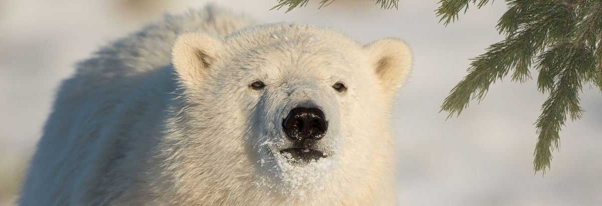 \ud83d\udc3b\u200d\u2744\ufe0f 50% pa\u030a entre\u0301 til Jul i Skandinavisk Dyrepark