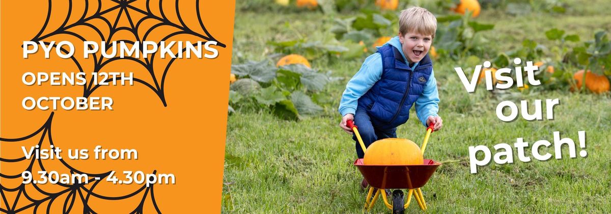 Pick Your Own Pumpkins at Active Kids Adventure Park