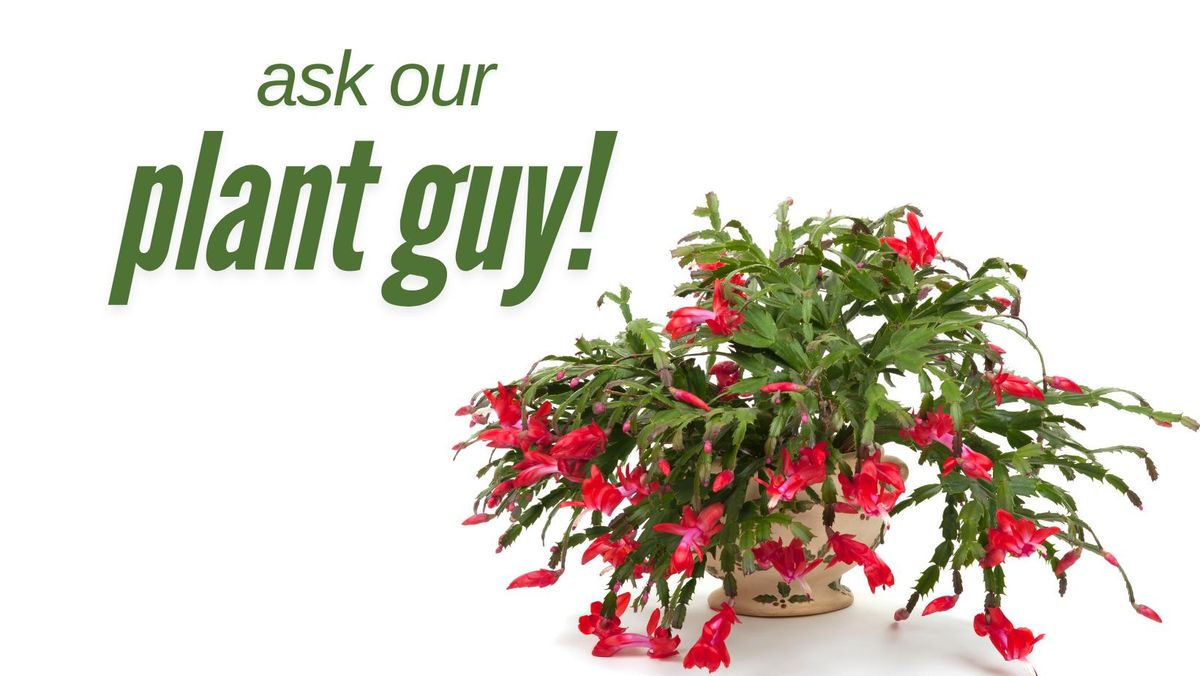 Ask Our Plant Guy: Caring for Winter Plants