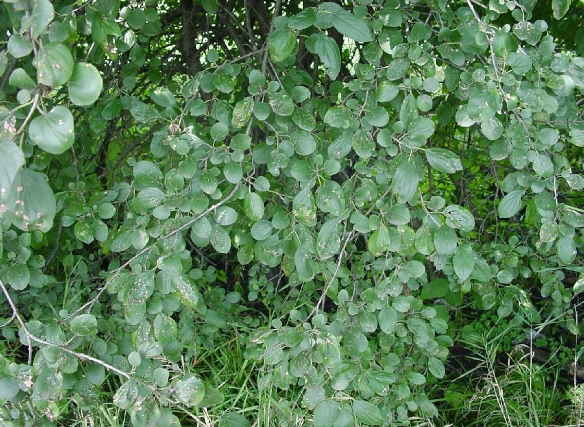 Buckthorn Pull  @  William Berry Woods