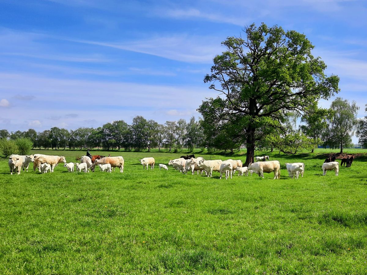 Einsteigerlehrgang Kevelaer