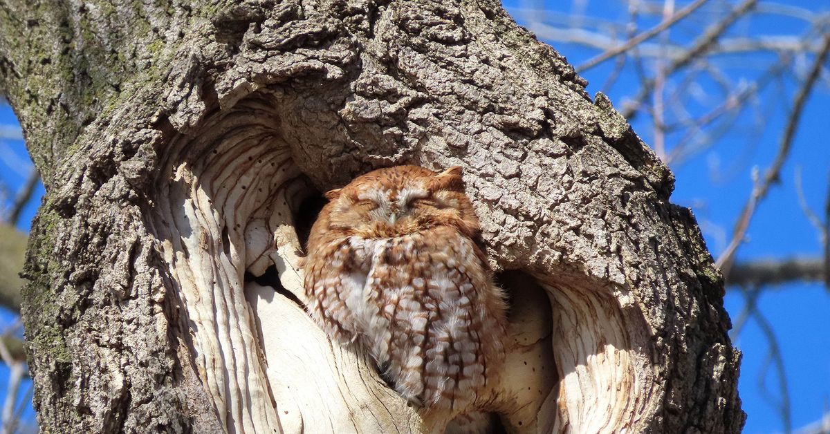 Class: All About Owls