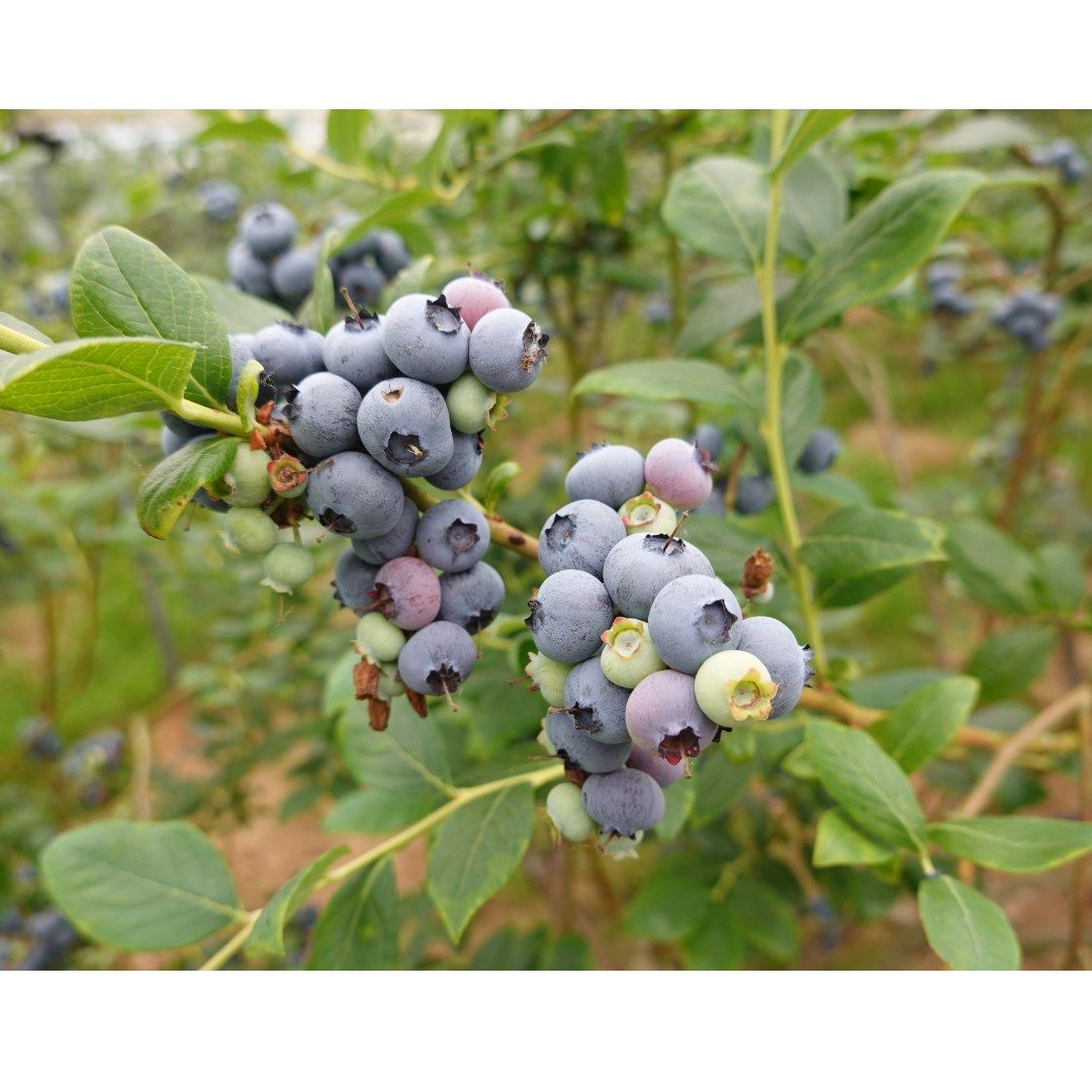 Kid Friendly! Blueberry Workshop- Landscape