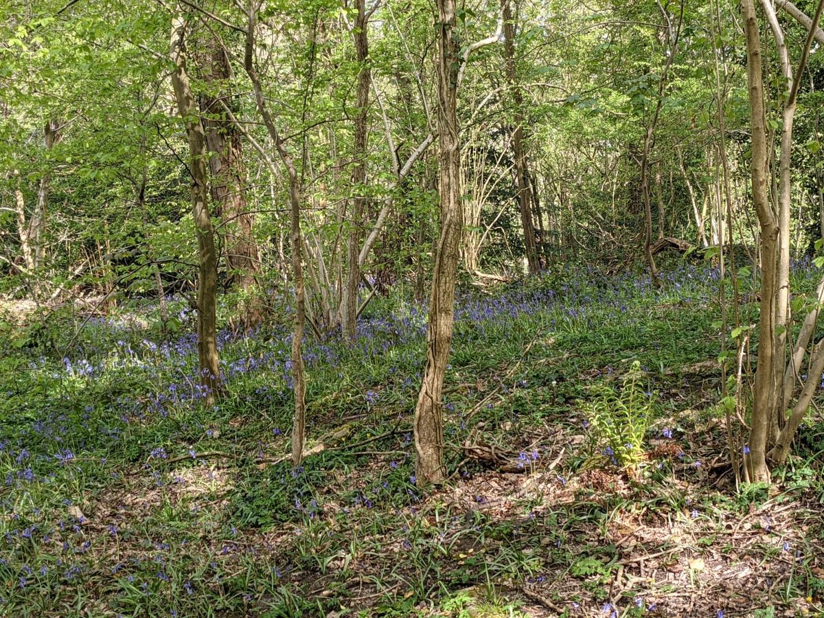 'Dibbinsdale through Time' a talk by Peter Miller