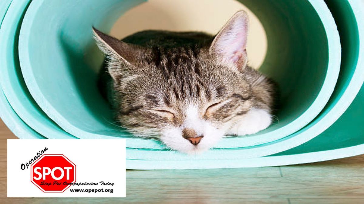 SOLD OUT!  Cats on Mats: Yoga & Kitten Cuddles for a Cause 