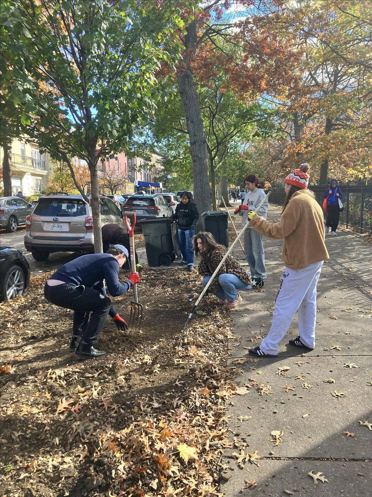Street Tree Care with Park Slope Fifth Ave BID