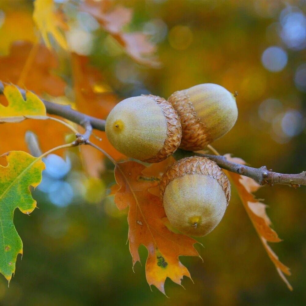 Little Sprouts Explore Acorns and Seeds