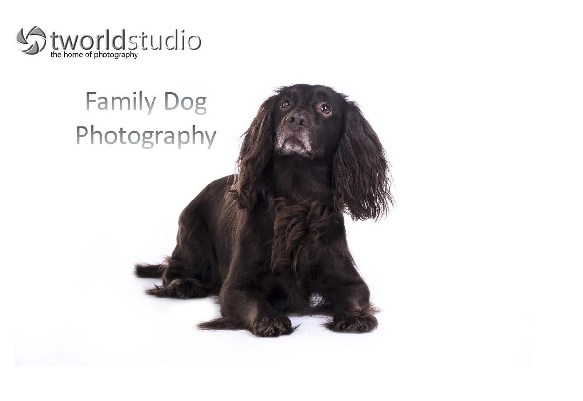 Dog studio photography  and Pet Portrait Photo Shoots at TWorld Studio Lichfield.