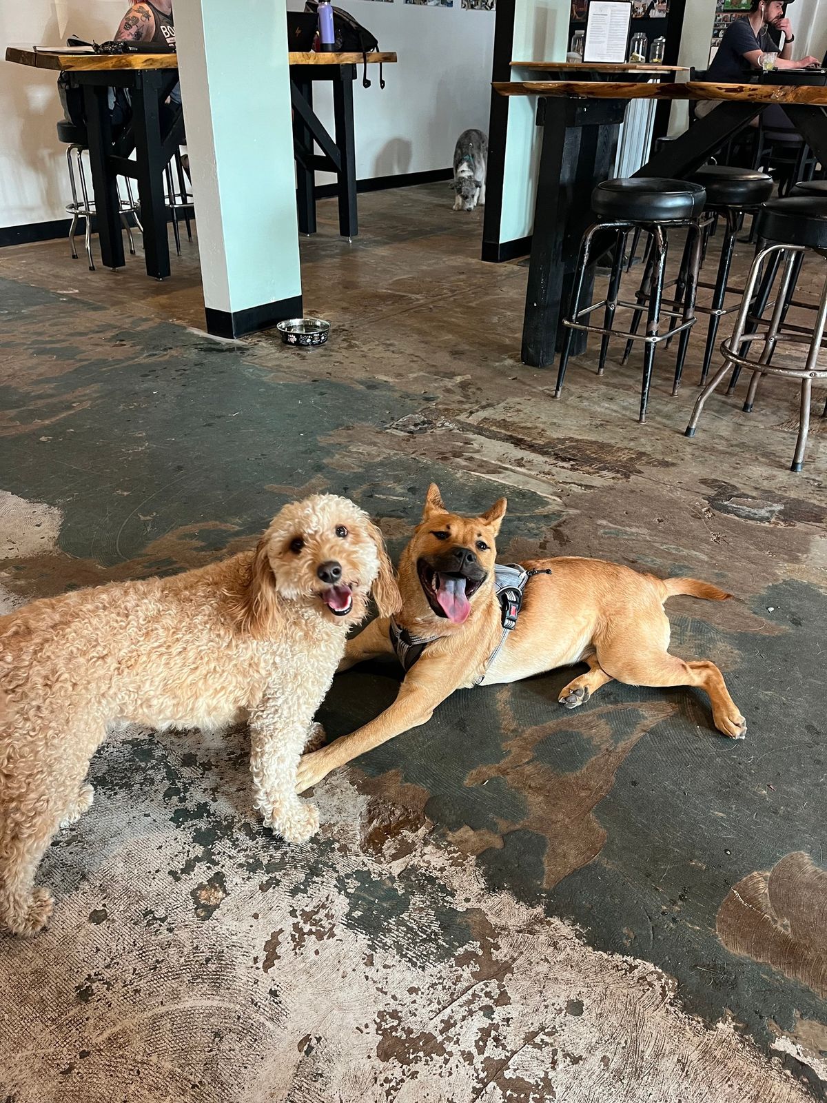 Barks Doggy Daycare:  Play N\u2019 Learn