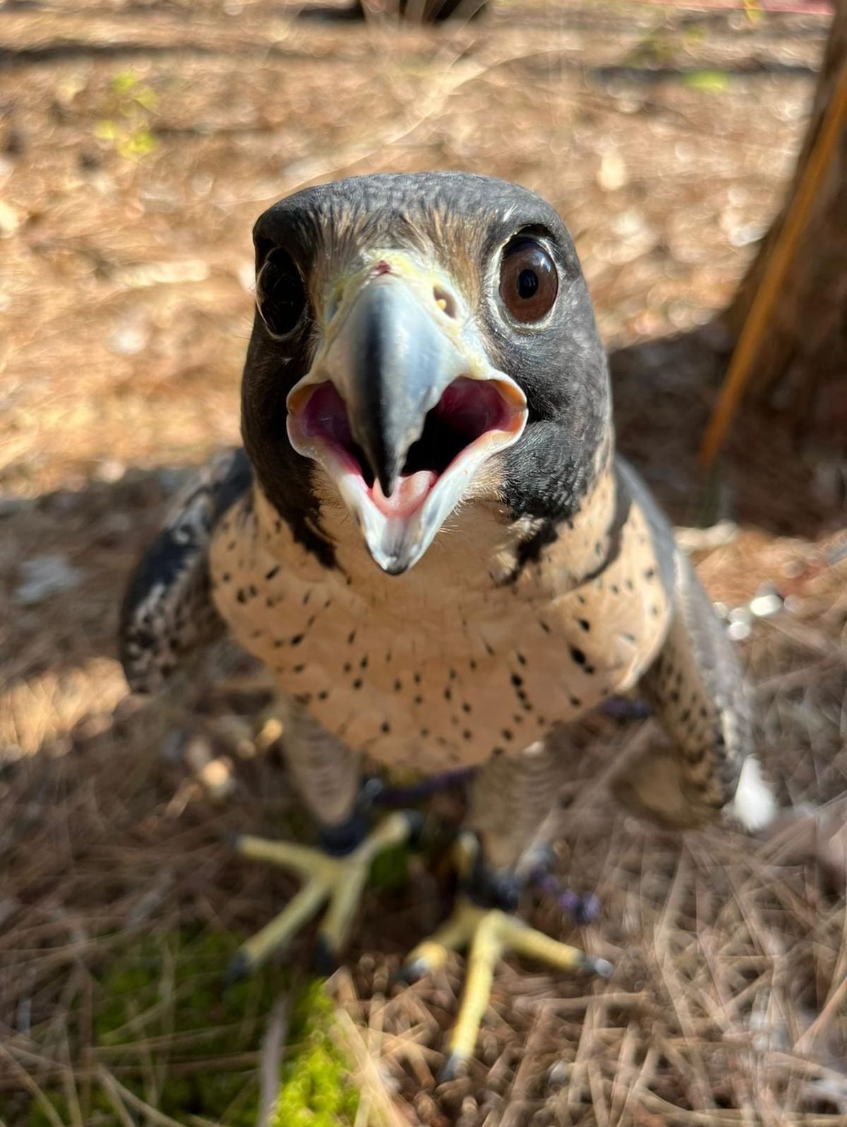 Free Ice Cream \/ North Sky Raptor Fundraiser