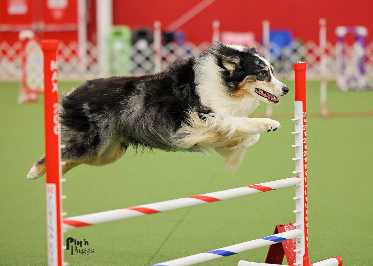 Agility Course Test 2