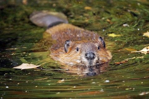 Discovery Stories: Life in a Beaver Pond 