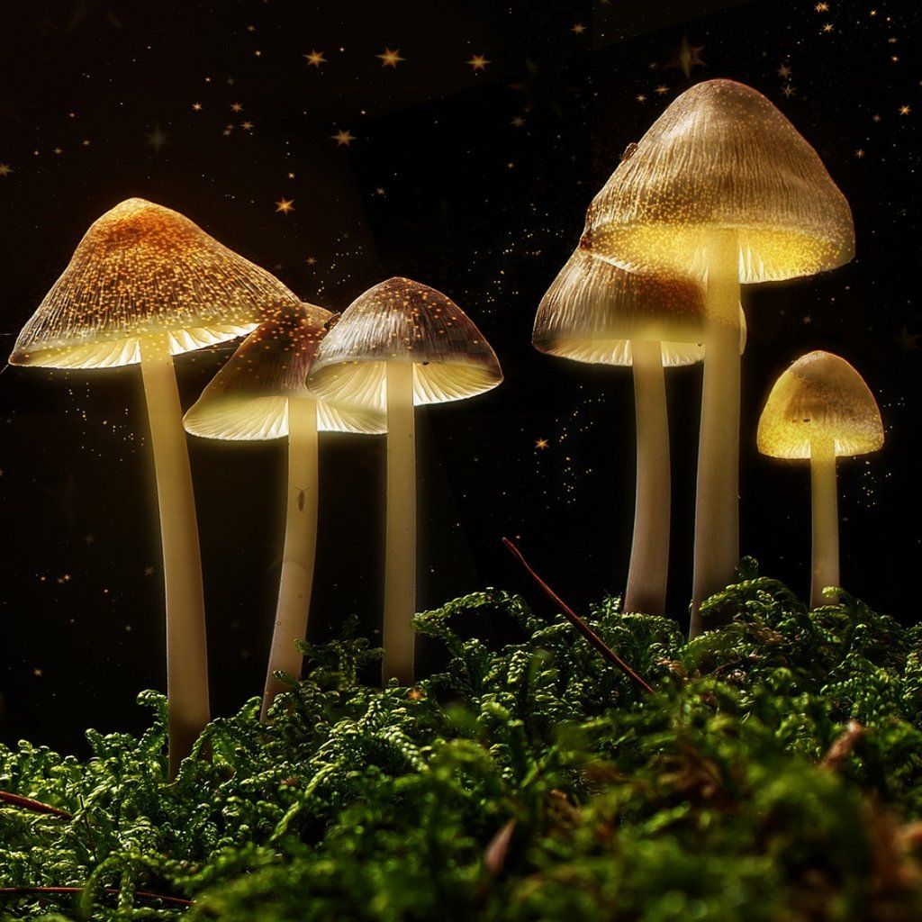 The Science of Magic MushroomsThe Science of Magic Mushrooms