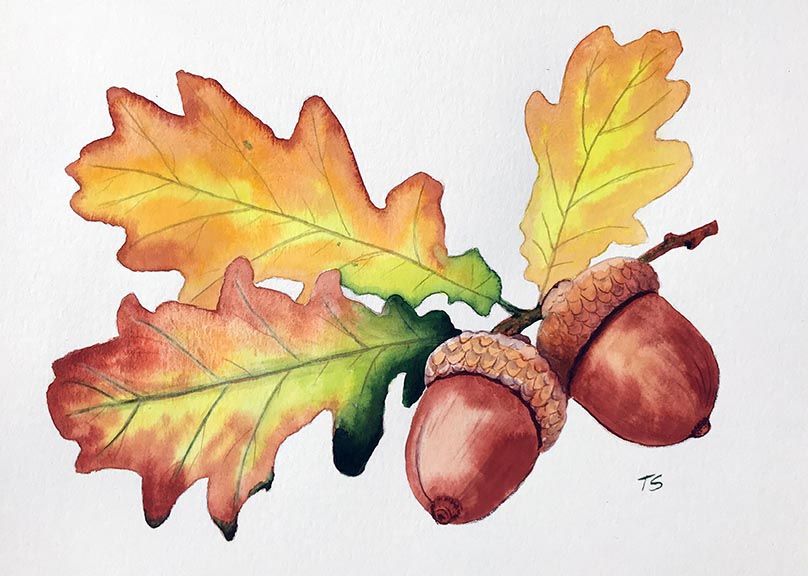 Watercolour Art Class Acorns and leaves