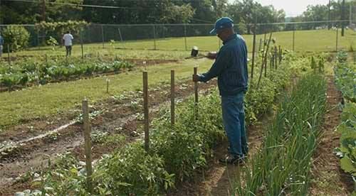 Vegetable Garden Basics - Free Workshop