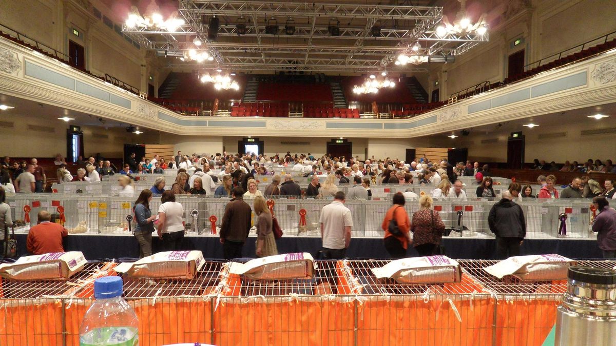 The Dundee Championship Cat Show