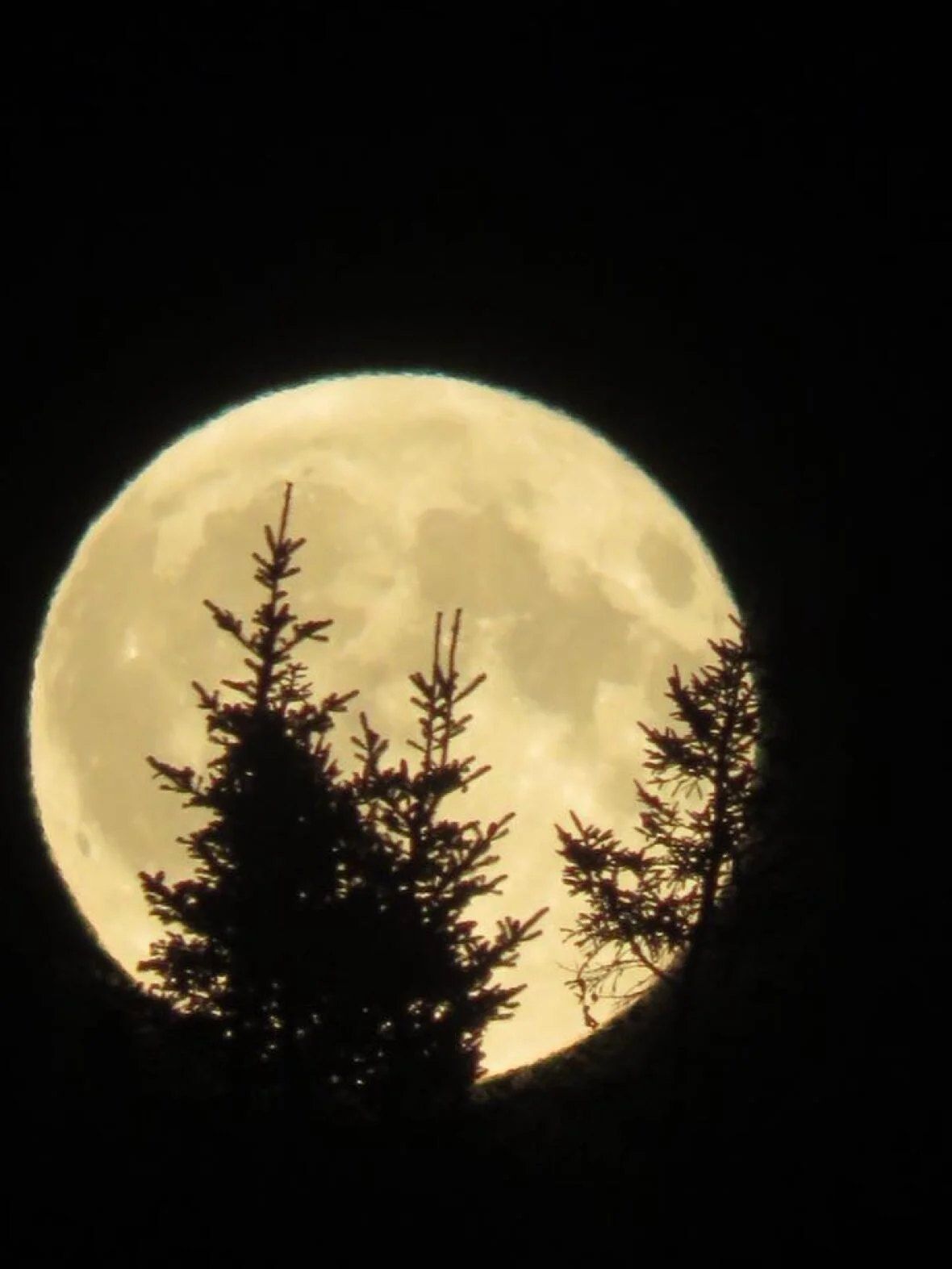 Pine Forest and Full Snow Moon Hike 