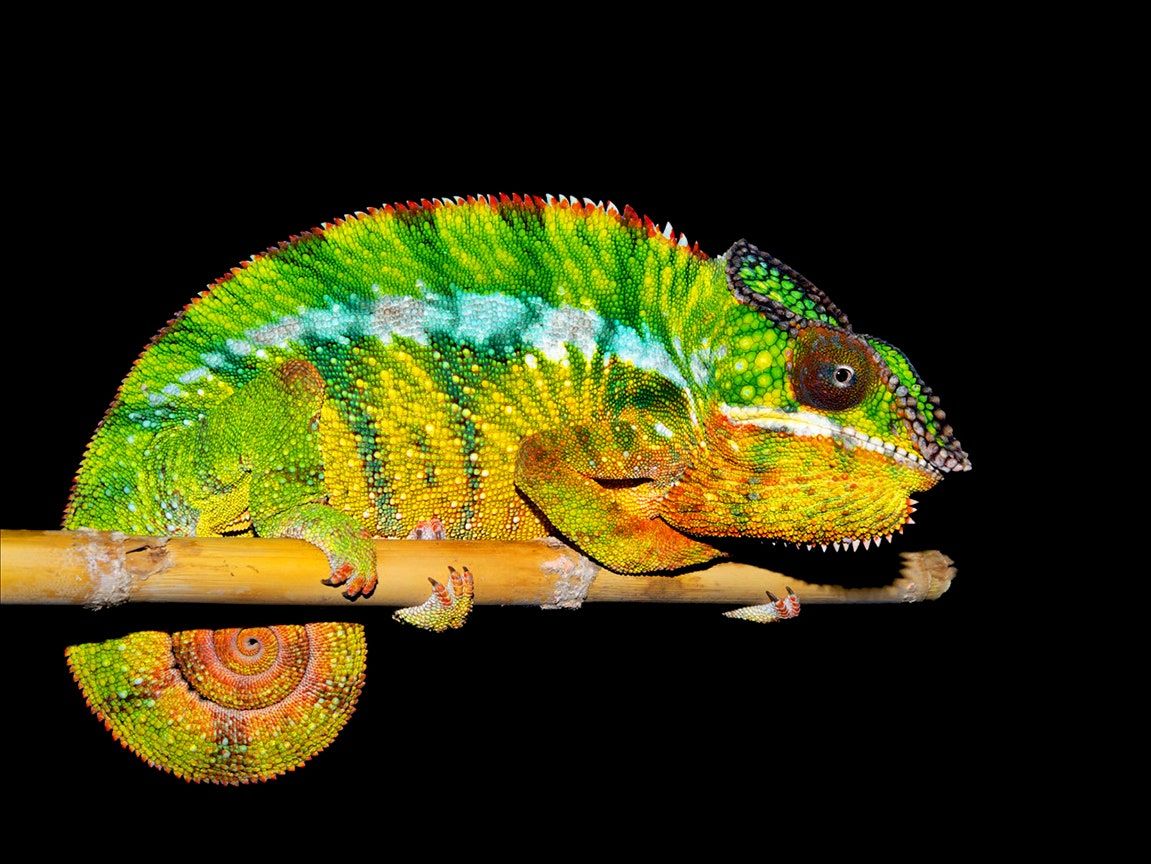 Chameleons