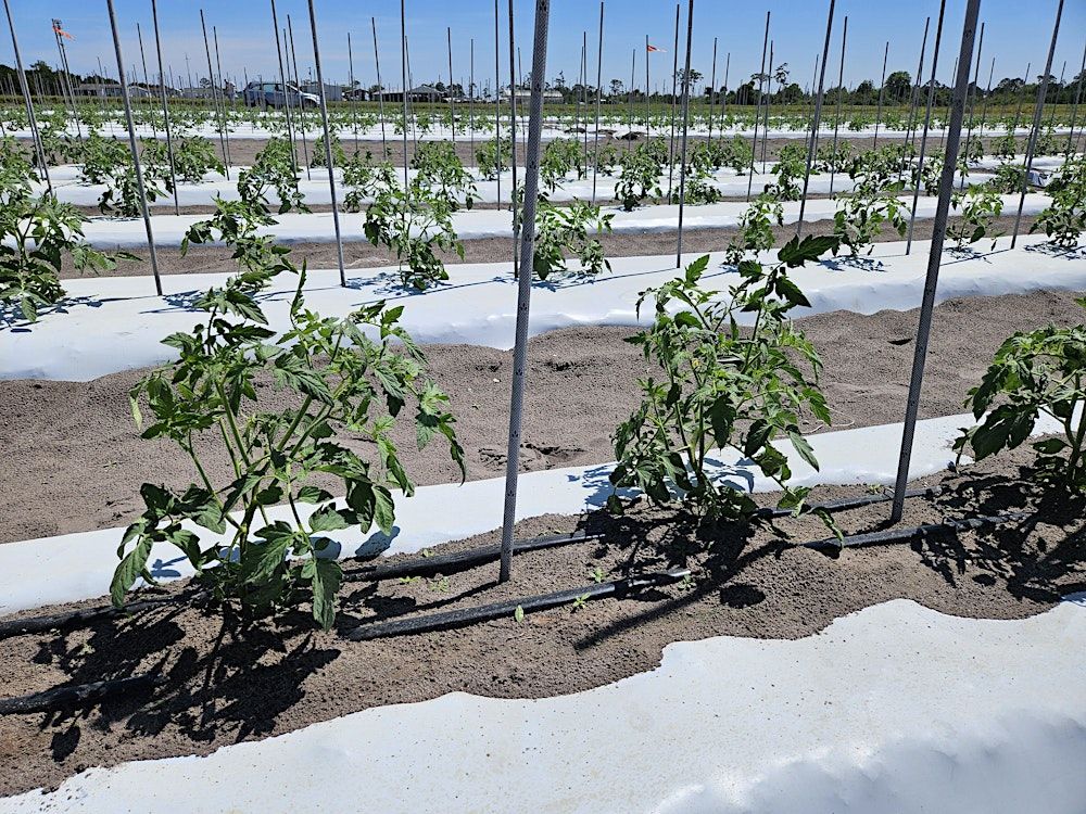 Precision Irrigation\/Fertigation for Florida Vegetable Farms Field Day