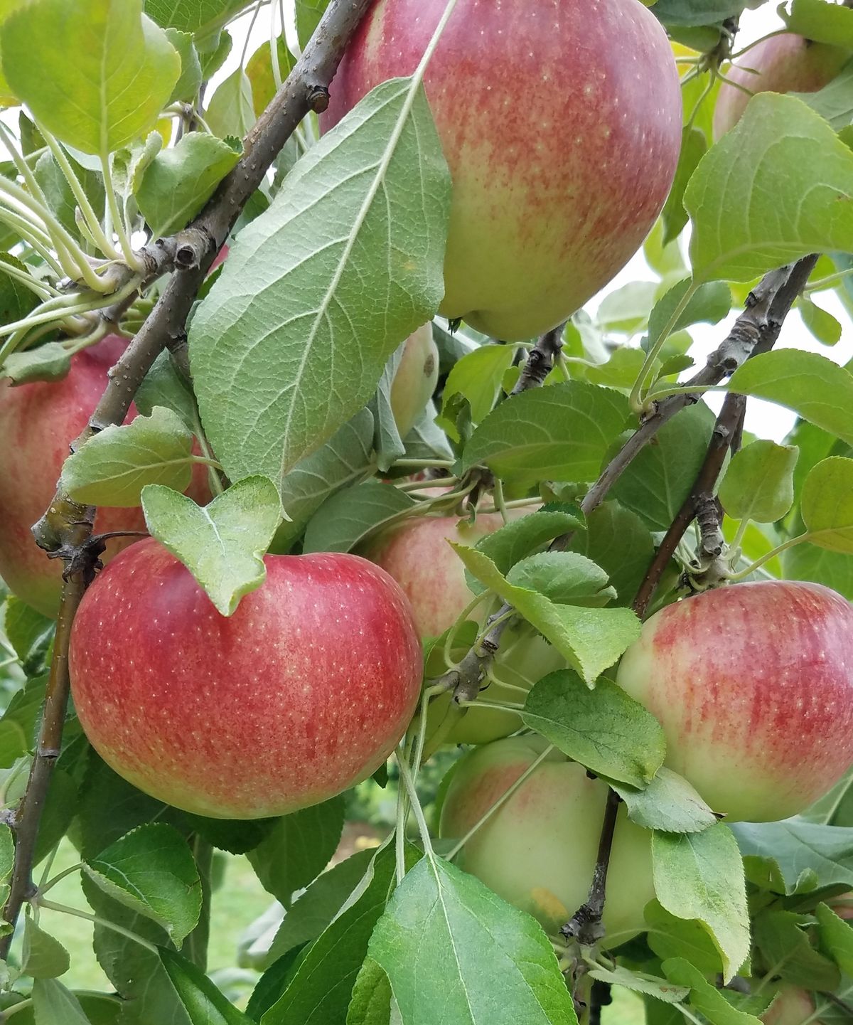 Fall Apple Days