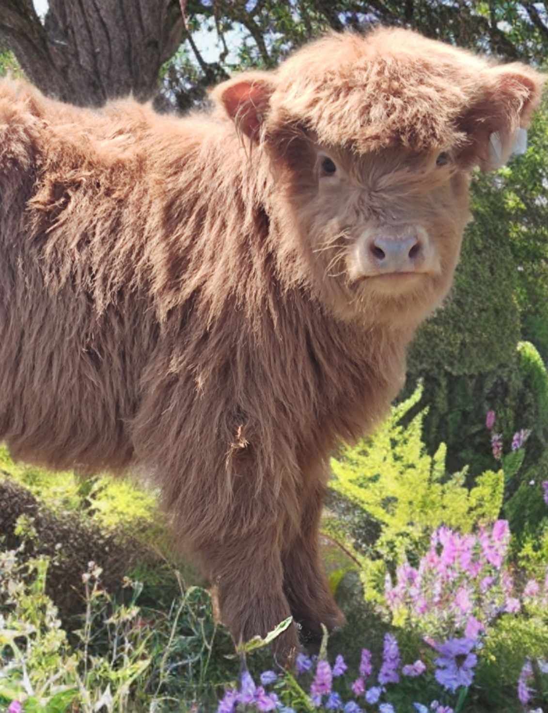 CUDDLE-A-CALF- FLORENCE- TRACTOR SUPPLY- BY APPOINTMENT