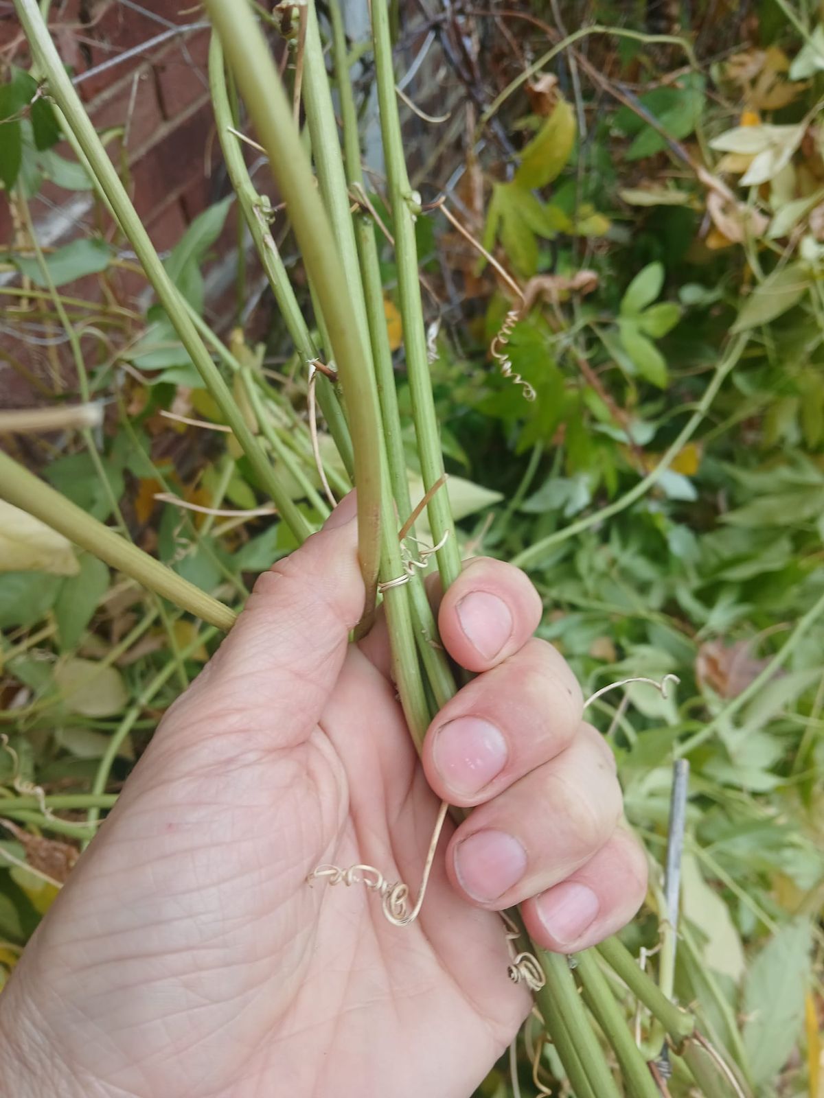 Learn About Fiber! Coit Road Farmer's Market Urban Permaculture Series