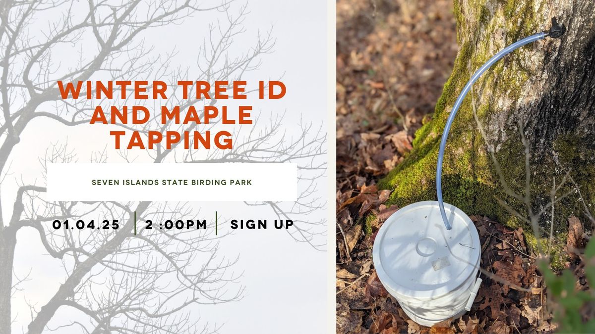 Winter Tree ID and Maple Tapping