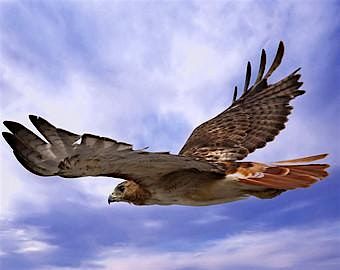 Raptors of Western Washington - 5 -part class (separate sign up required!)