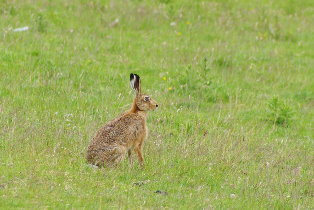 An Evening Talk on Wildlife and Farming