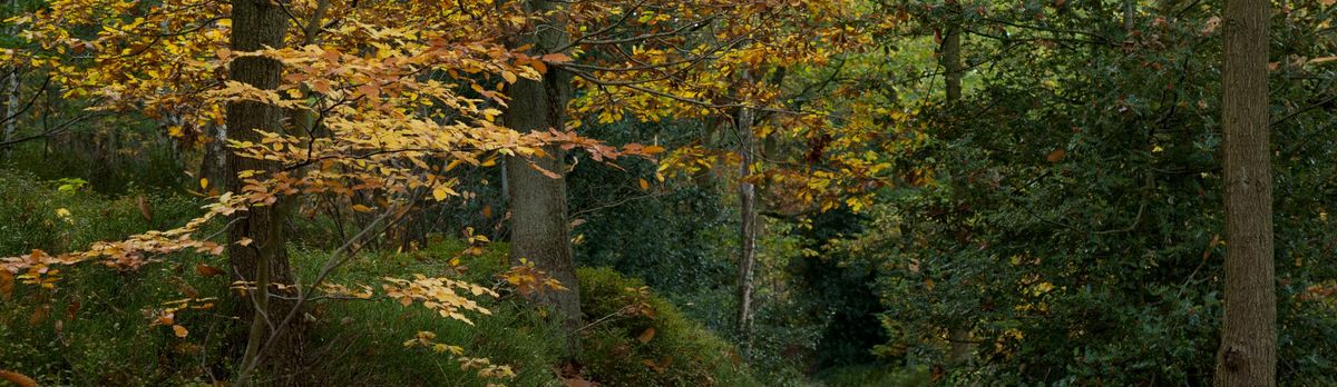 Save Our Woodlands: Cromers Wood Tour