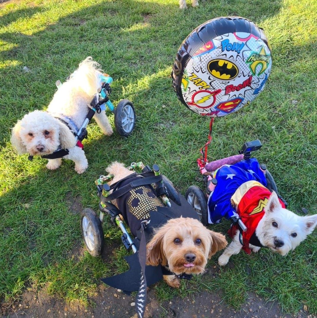 Pumpkins Howl-o-ween Walk 2024