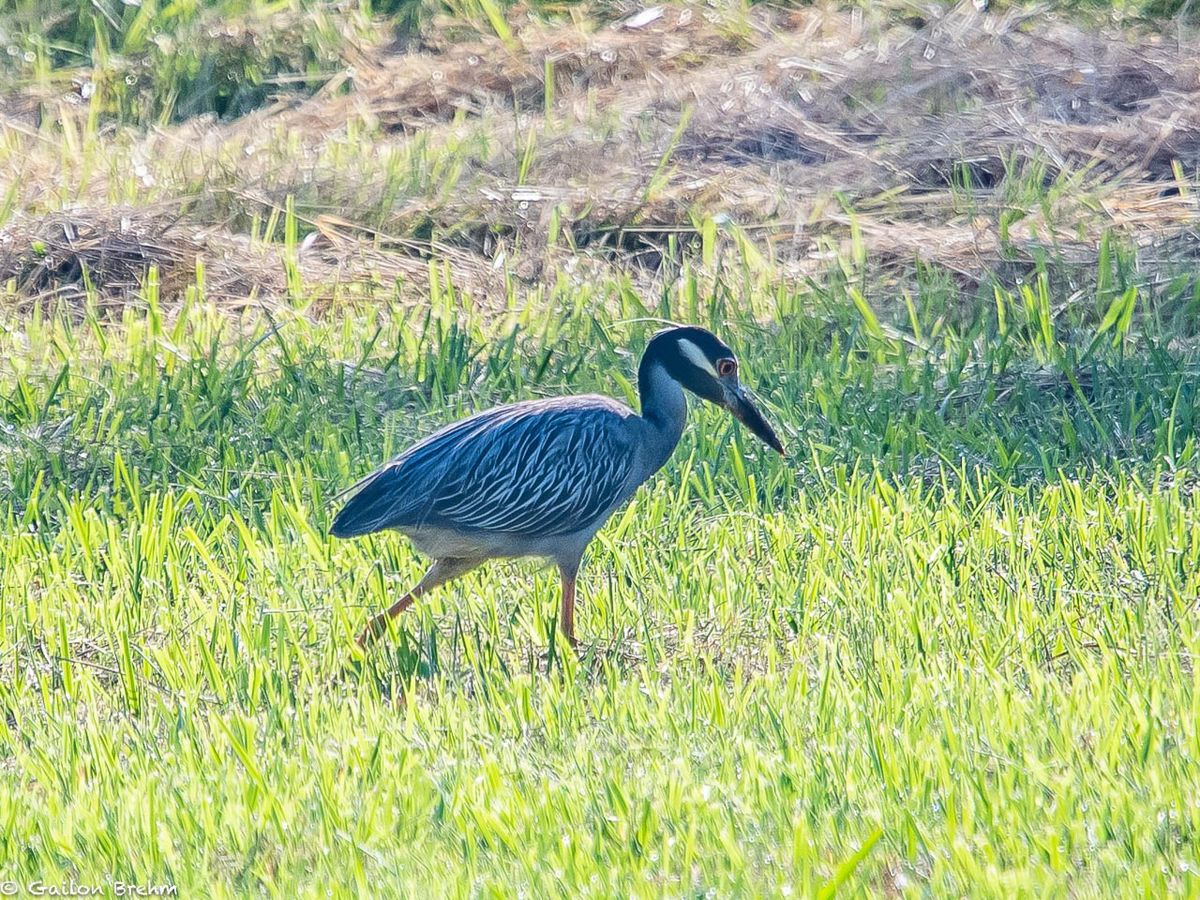 Guided Bird Walk