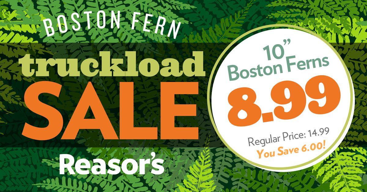 Truckload Boston Fern Sale | Broken Arrow, OK #914