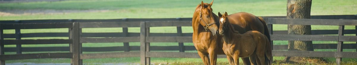 Equine Institute and Allied Trade Show