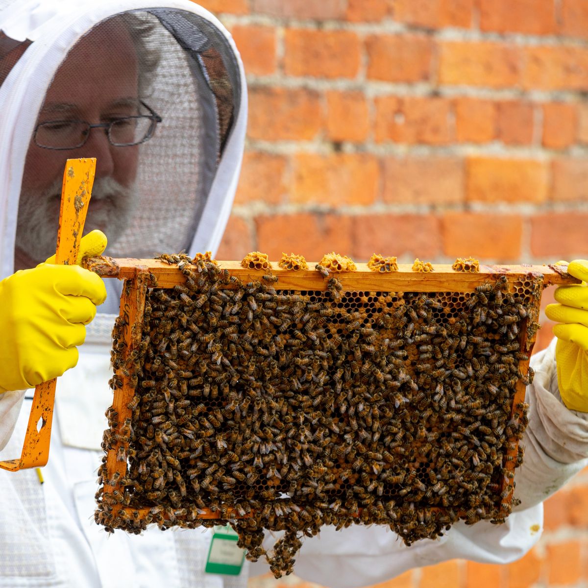 Beekeeping Experience