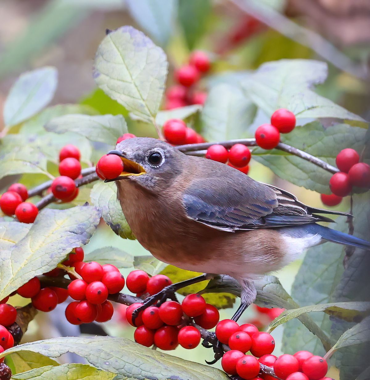 Hybrid Lunchbox Talk: How to Create Biodiversity in Your Yard