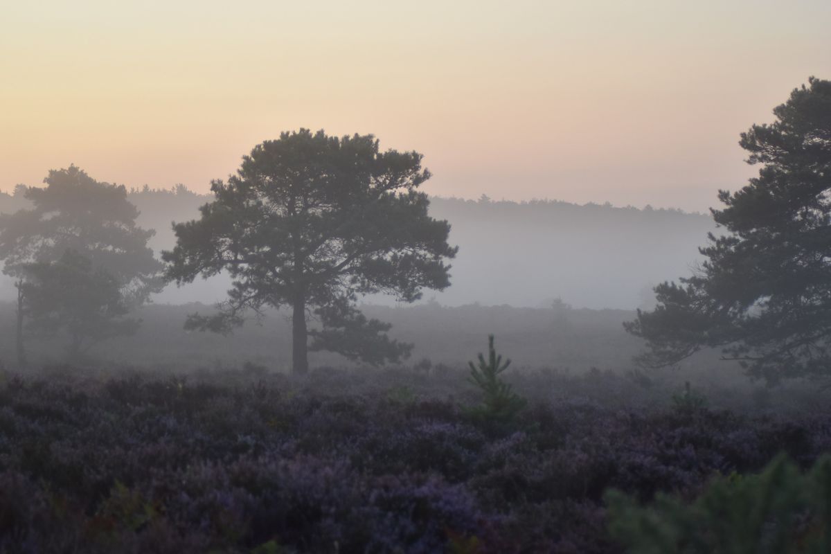 Soul Sister Wild Walk - WINTER SOLSTICE- 21st December 2024