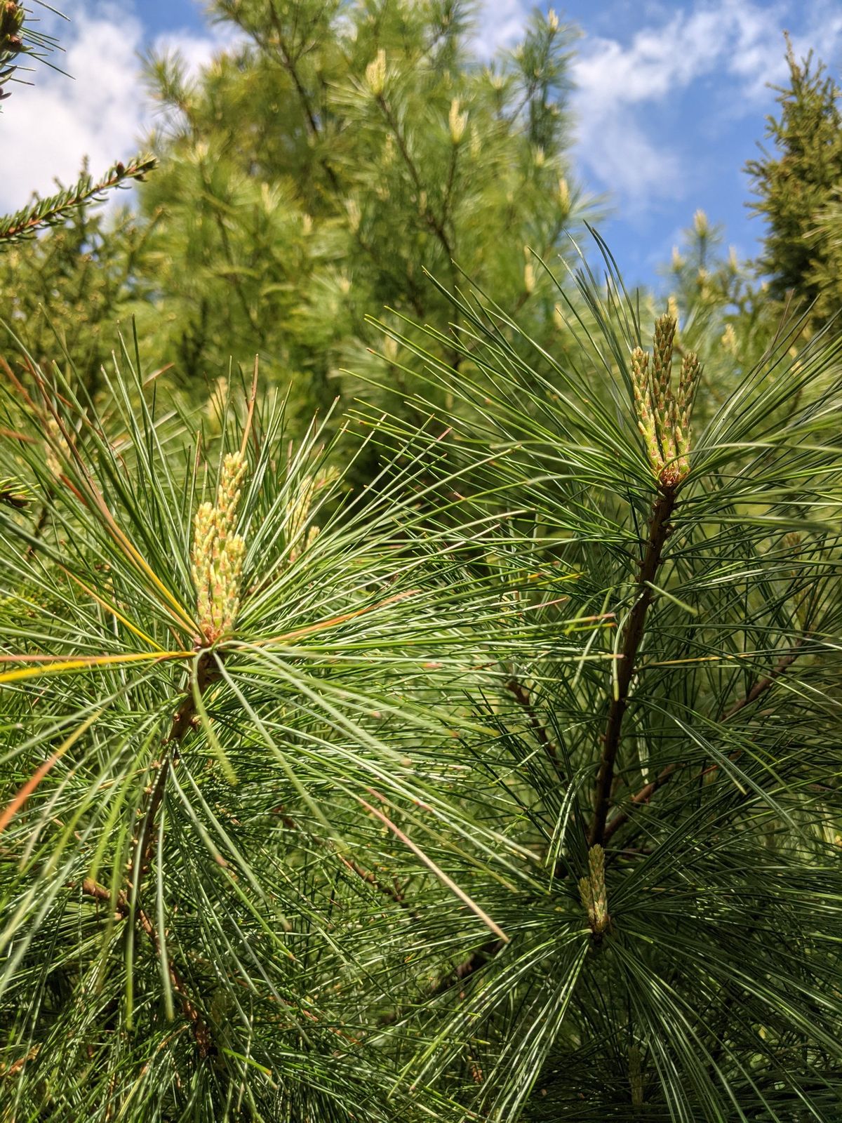 Winter Wild Food & Medicine Walk - Point Pleasant