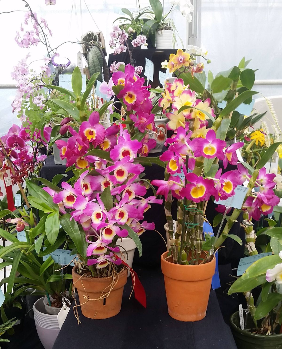 Spring Orchid show