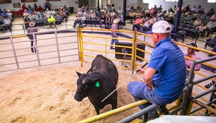 Ocala Bull Sale