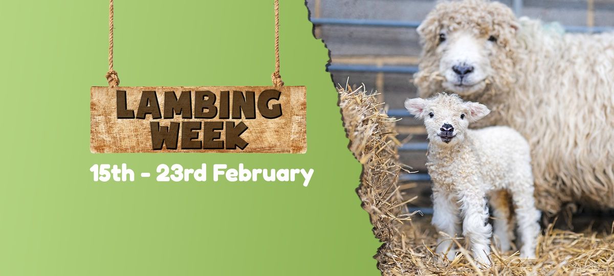 Lambing Week at Mead Open Farm