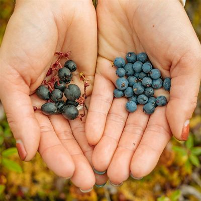 Indigenous Agroforestry Network