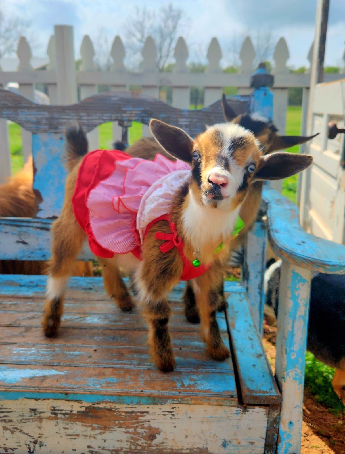 Goat Snuggles at Katy Beer Garden