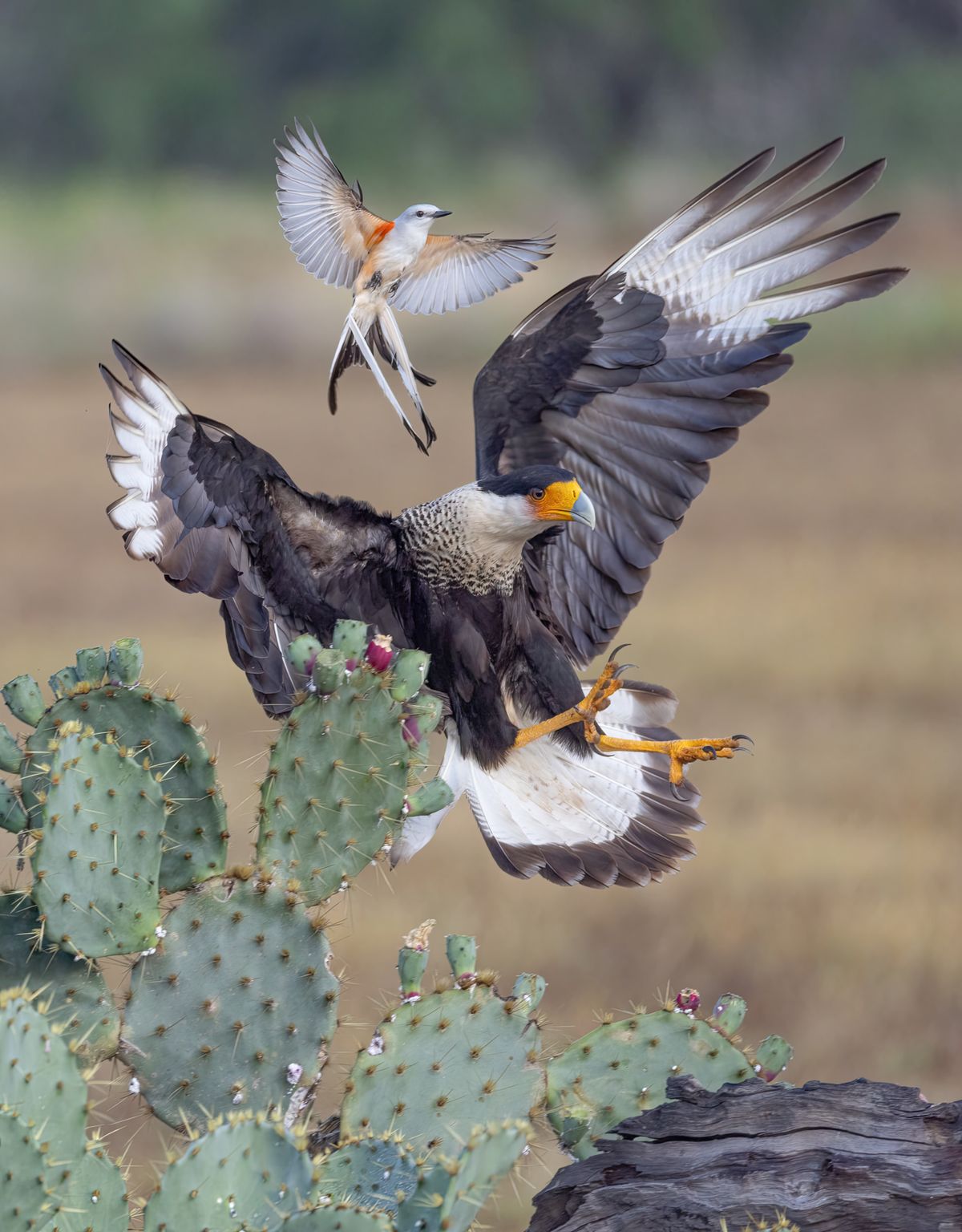 South Texas Birds and Wildlife Workshop 2025