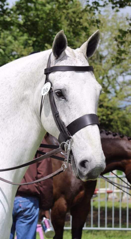 Steddy Neddys showing and showjumping show 