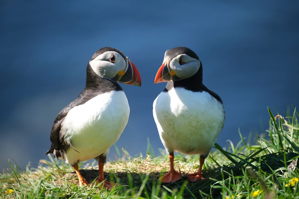 Isle of Mull Wildlife Photography holiday