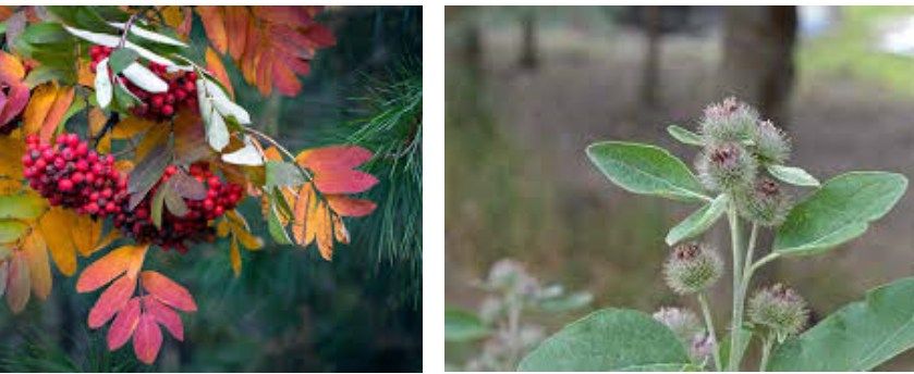 Herbal medicine walk - Autumn