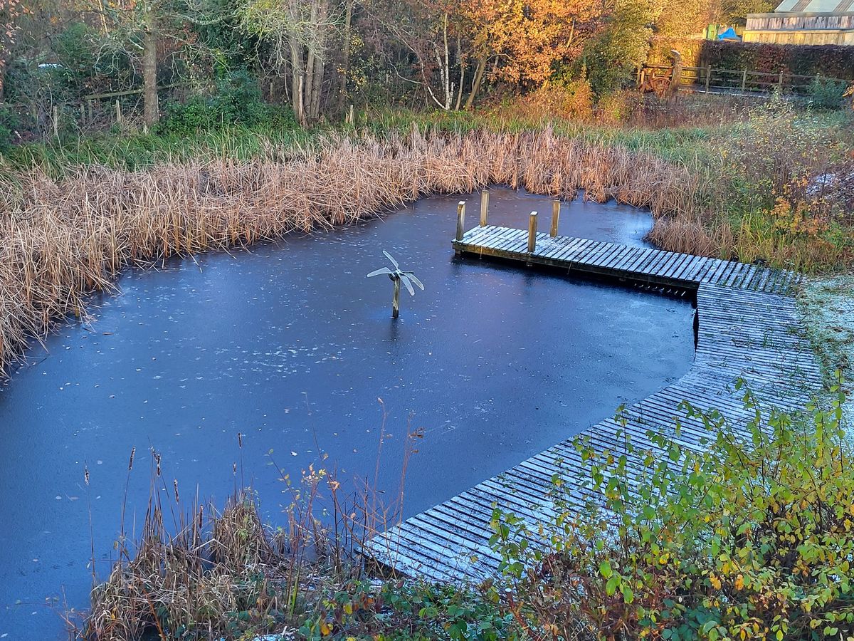 Pond Dipping